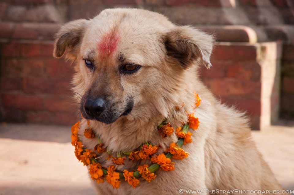 nepal-jaar-festival-honden-6