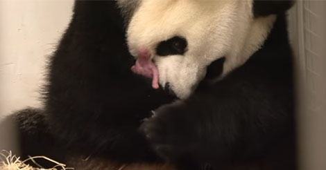Un bébé panda vient de naître en Belgique. Des images très rares et intenses