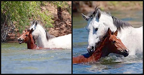 Un pauvre bébé cheval commence à se noyer seul quand soudain, un étalon sauvage sut exactement quoi faire
