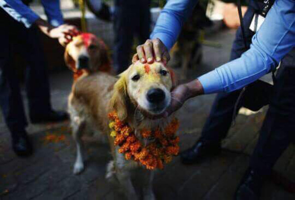 nepal-jaar-festival-honden-2