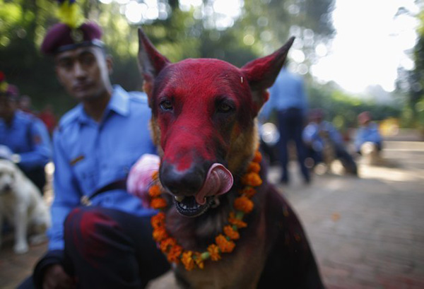 nepal-jaar-festival-honden-4