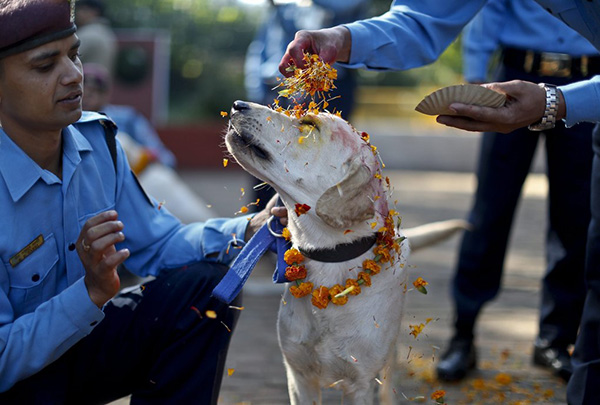 nepal-jaar-festival-honden-5