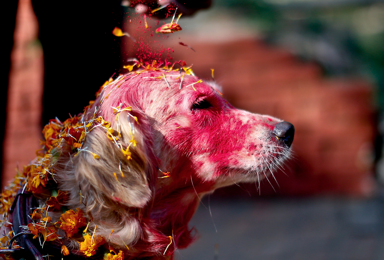 nepal-jaar-festival-honden-7