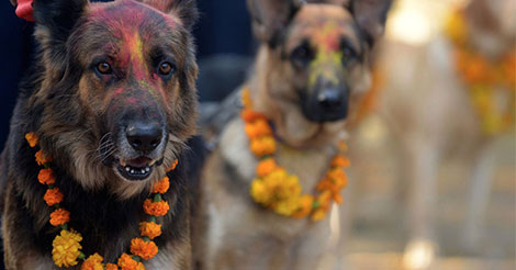 In Nepal hebben ze ieder jaar een festival om honden te bedanken dat ze onze vriend zijn. Zie hier…