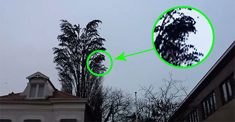 Regardez attentivement cet arbre… Je ne peux pas croire ce que cet homme a enregistré!
