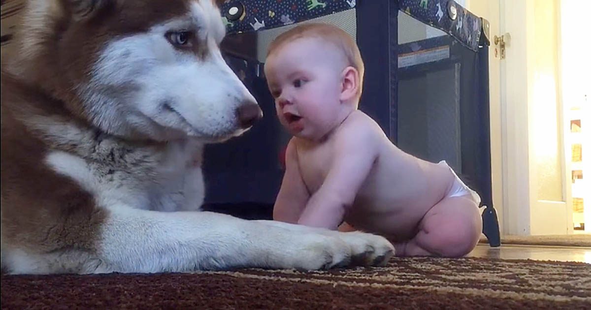 Un nourrisson rampe pour retrouver un Husky. La vidéo filmée par son père fait le buzz