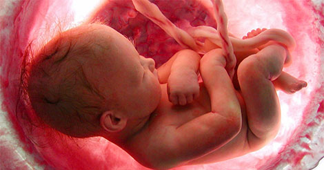 Cette vidéo montre 9 mois de vie dans l’utérus en quelques minutes… À couper le souffle!