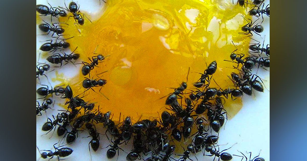 3 façons approuvées de se débarrasser des fourmis au printemps