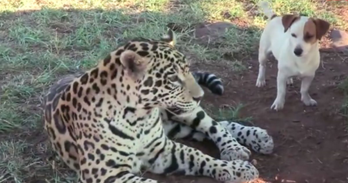 Le jaguar attaque petit chien. Quand tout le monde pense qu’il est blessé, il contre-attaque.