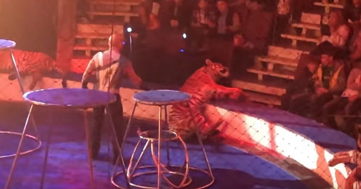 Vidéo : Un tigre épuisé s’effondre et convulse en plein spectacle