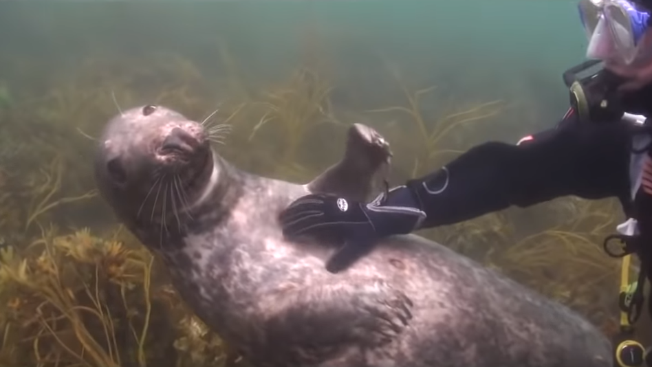 Vidéo : Un phoque vient voir le plongeur pour qu’il lui gratte le ventre