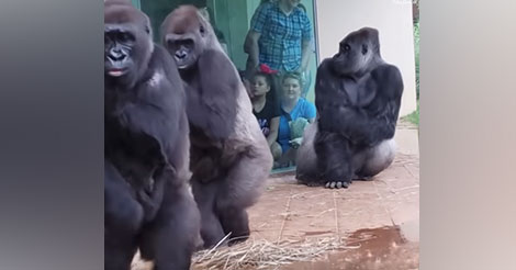 Des gorilles se déplacent et font tout pour ne pas être touchés par la pluie. La vidéo fait le buzz !