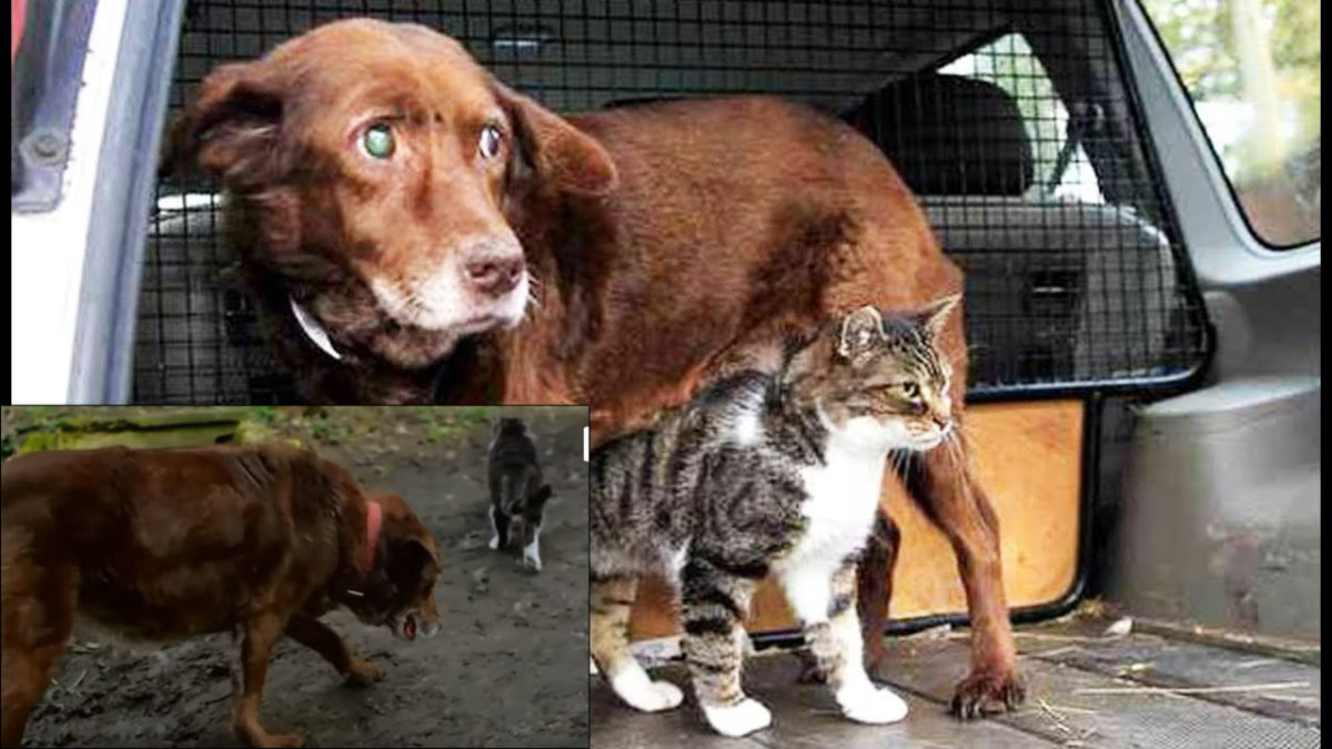 Un chat devient guide d’un chien aveugle