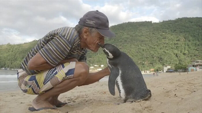 Un pingouin nage 8 000 km chaque année pour rendre visite à l’homme qui lui a sauvé la vie
