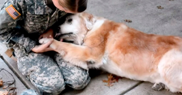 Une vielle chienne commence à pleurer quand elle voit voit sa meilleure amie revenir de l’armée