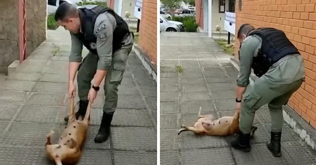 Un chien errant demande à un policier de lui tirer les pattes pour jouer. La vidéo devient virale